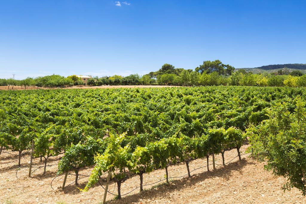 Finca Sa Torre De Santa Eugenia (Adults Only) Hotel Exterior photo